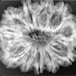 11 Mukhi Rudraksha 31.2mm 6gm - Xray