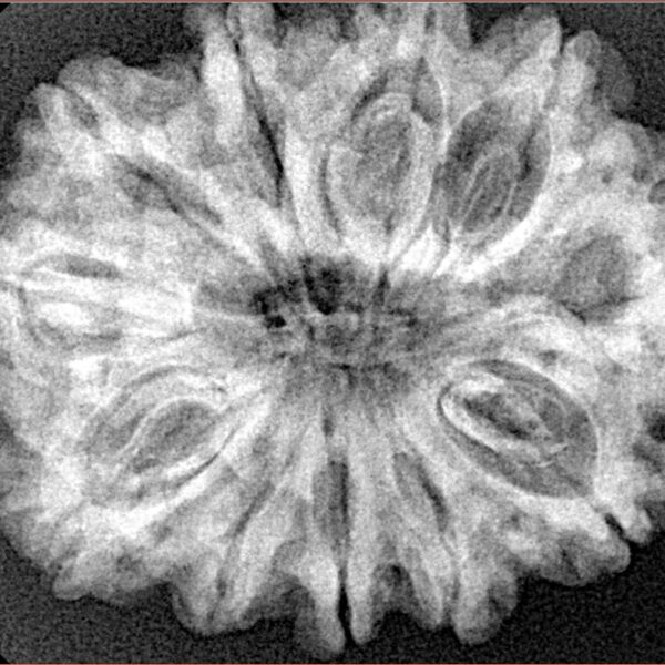 11 Mukhi Rudraksha 31.2mm 6gm - Xray