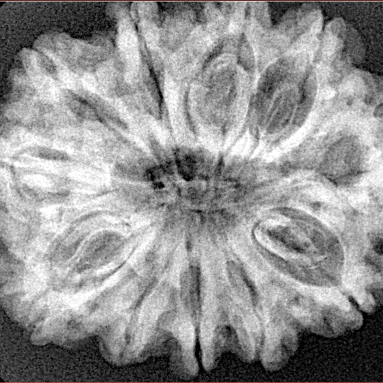 11 Mukhi Rudraksha 31.2mm 6gm - Xray