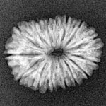 15 Mukhi Rudraksha 21.9mm 2.11gm - Xray