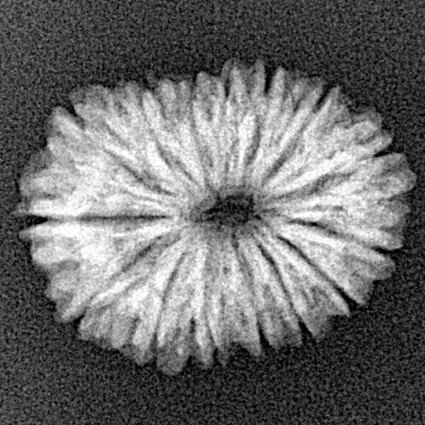 15 Mukhi Rudraksha 21.9mm 2.11gm - Xray