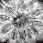 12 Mukhi Rudraksha 34.7mm 9.13gm - Xray