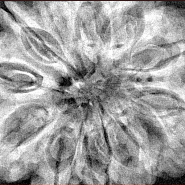 12 Mukhi Rudraksha 34.7mm 9.13gm - Xray