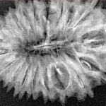 19 Mukhi Rudraksha 32mm 4.07gm - Xray