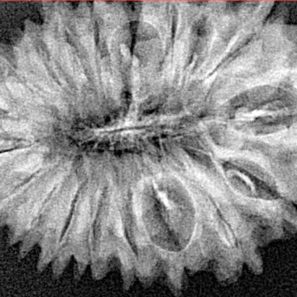 19 Mukhi Rudraksha 32mm 4.07gm - Xray