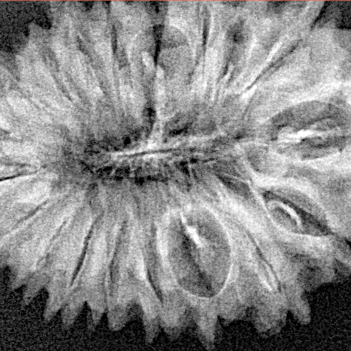 19 Mukhi Rudraksha 32mm 4.07gm - Xray