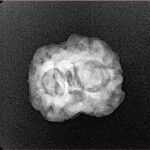 2 Mukhi Rudraksha 21mm 2.07gm - Xray
