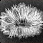 17 Mukhi Rudraksha 27.8mm 3.45gm - Xray