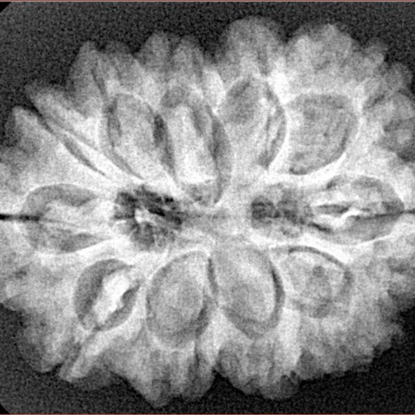 11 Mukhi Rudraksha 29.5mm 5.66gm - Xray