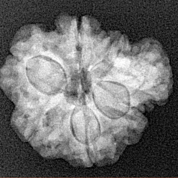 Sawar/Ganesh (6+1) 22.8mm 3.25gm - Xray