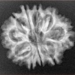 10 Mukhi Rudraksha 25.2mm 3.18gm - Xray