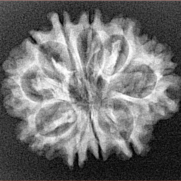 10 Mukhi Rudraksha 25.2mm 3.18gm - Xray