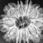 10 Mukhi Rudraksha 27.2mm 5.6gm - Xray