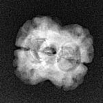 2 Mukhi Rudraksha 24mm 1.86gm - Xray