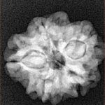 1MK(Underdeveloped) 21.9mm 3gm - Xray