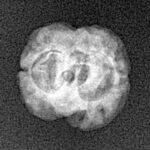 2 Mukhi Rudraksha 17.5mm 1.11gm - Xray