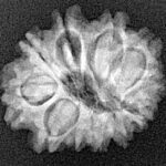 11 Mukhi Rudraksha 21.6mm 2.49gm - Xray