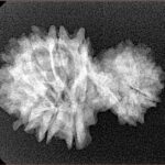 14 Mukhi Garbh Gauri 26.4mm 3gm - Xray