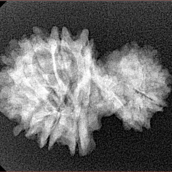 14 Mukhi Garbh Gauri 26.4mm 3gm - Xray