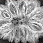 12 Mukhi Rudraksha 35mm 7.55gm - Xray