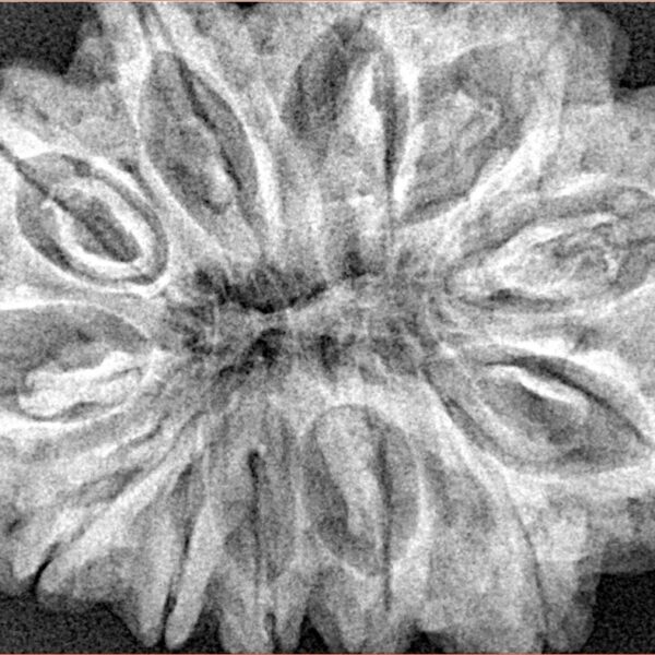 12 Mukhi Rudraksha 35mm 7.55gm - Xray