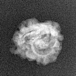 2 Mukhi Rudraksha 21.2mm 0.94gm - Xray