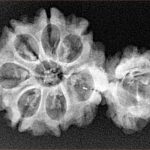 Sawar/Ganesh (7+1) 32.2mm 3.65gm - Xray