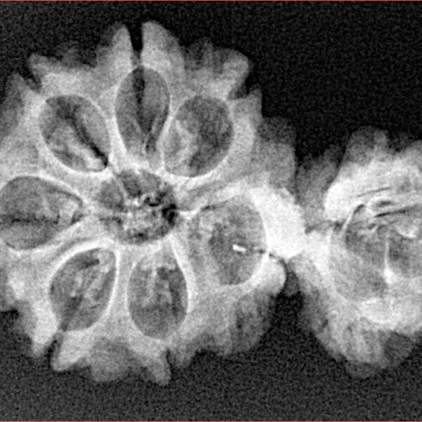 Sawar/Ganesh (7+1) 32.2mm 3.65gm - Xray