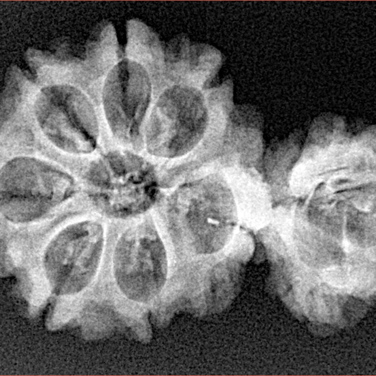 Sawar/Ganesh (7+1) 32.2mm 3.65gm - Xray