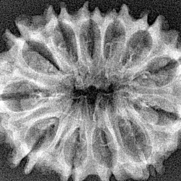 12 Mukhi Rudraksha 31.7mm 4.61gm - Xray