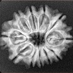 11 Mukhi Rudraksha 25.4mm 3.49gm - Xray