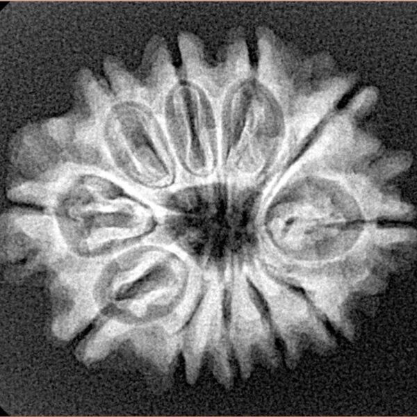 11 Mukhi Rudraksha 25.4mm 3.49gm - Xray