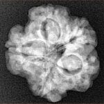 1MK(Underdeveloped) 22.1mm 3.57gm - Xray