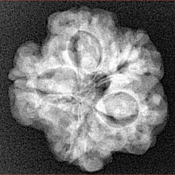 1MK(Underdeveloped) 22.1mm 3.57gm - Xray