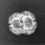 2 Mukhi Rudraksha 20.1mm 1.13gm - Xray