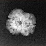 2 Mukhi Rudraksha 21.3mm 2.08gm - Xray
