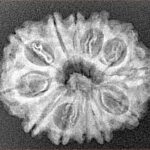 12 Mukhi Rudraksha 25.7mm 3.53gm - Xray