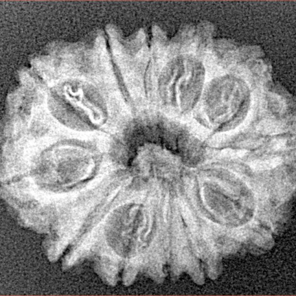 12 Mukhi Rudraksha 25.7mm 3.53gm - Xray