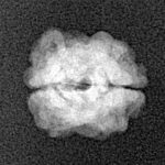 2 Mukhi Rudraksha 15.4mm 0.94gm - Xray