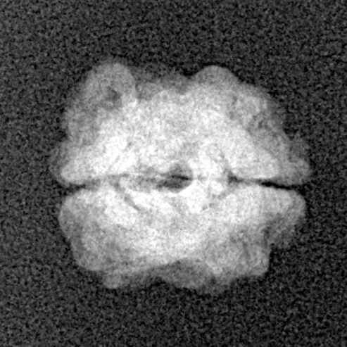 2 Mukhi Rudraksha 15.4mm 0.94gm - Xray