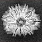 11 Mukhi Rudraksha 24.2mm 3.14gm - Xray