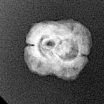 2 Mukhi Rudraksha 21.5mm 1.54gm - Xray