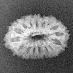 16 Mukhi Rudraksha 19.6mm 0.94gm - Xray