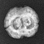 2 Mukhi Rudraksha 22.2mm 2.33gm - Xray