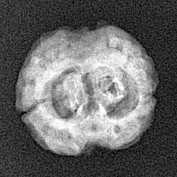 2 Mukhi Rudraksha 22.2mm 2.33gm - Xray