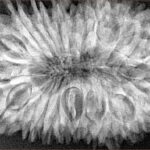 20 Mukhi Rudraksha 37.5mm 8.35gm - Xray