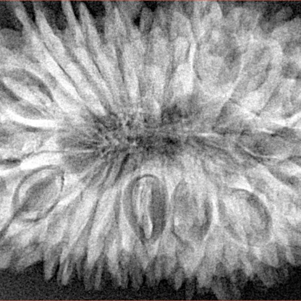 20 Mukhi Rudraksha 37.5mm 8.35gm - Xray