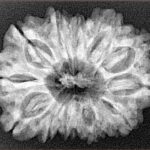 12 Mukhi Rudraksha 30.2mm 5.09gm - Xray