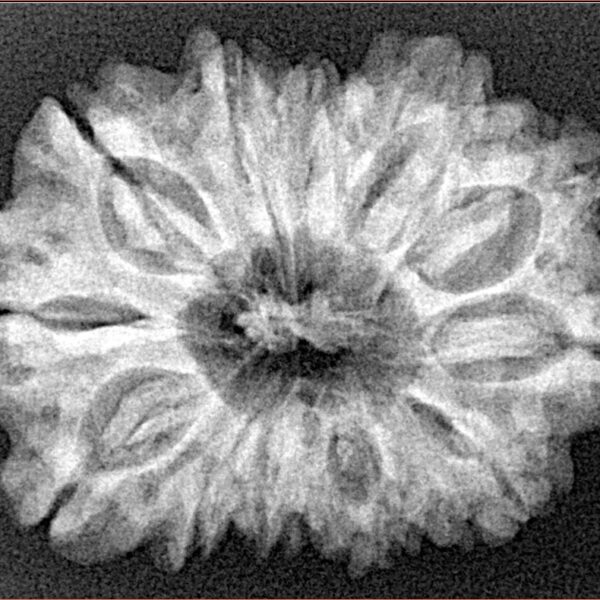 12 Mukhi Rudraksha 30.2mm 5.09gm - Xray