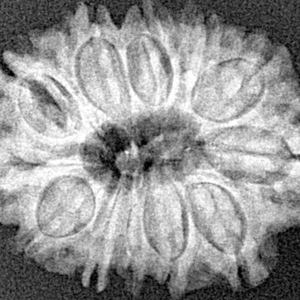 12 Mukhi Rudraksha 25.2mm 3.58gm - Xray